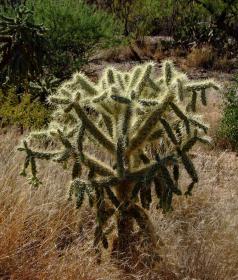 Teddy Bear Cholla im Saguaro NP, AZ