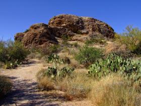 Saguaro NP, AZ