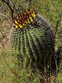 Kaktus im Saguaro NP, AZ
