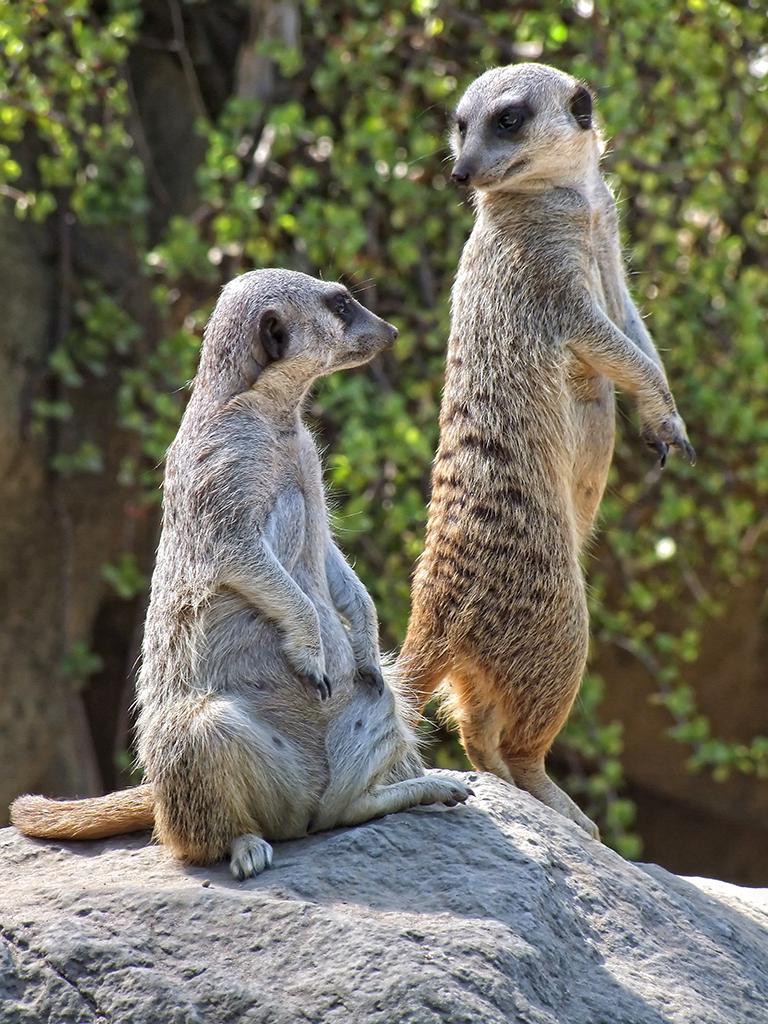Meerkatzen, LA Zoo
