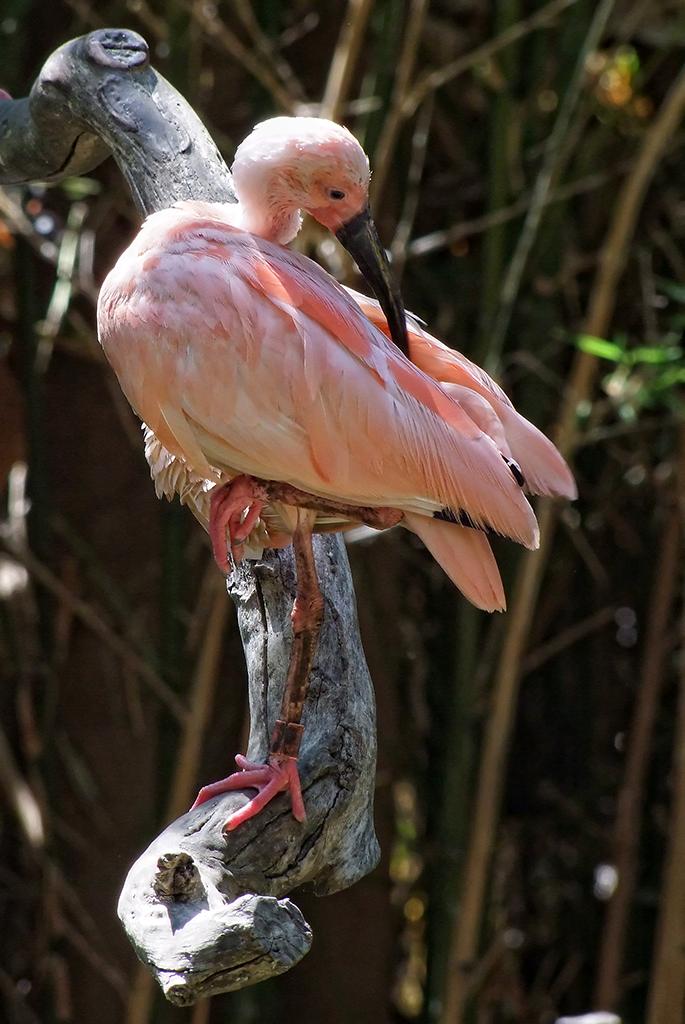 Vogel, LA Zoo