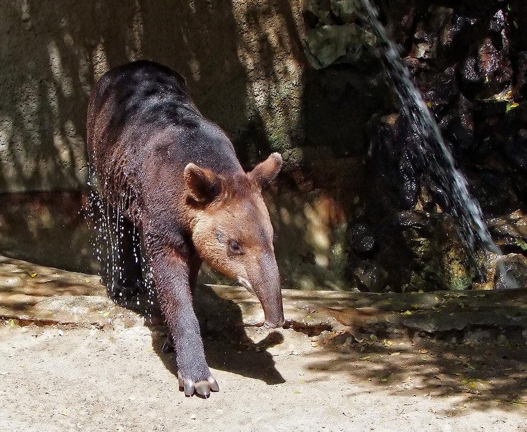 Hochlandtapir, LA Zoo