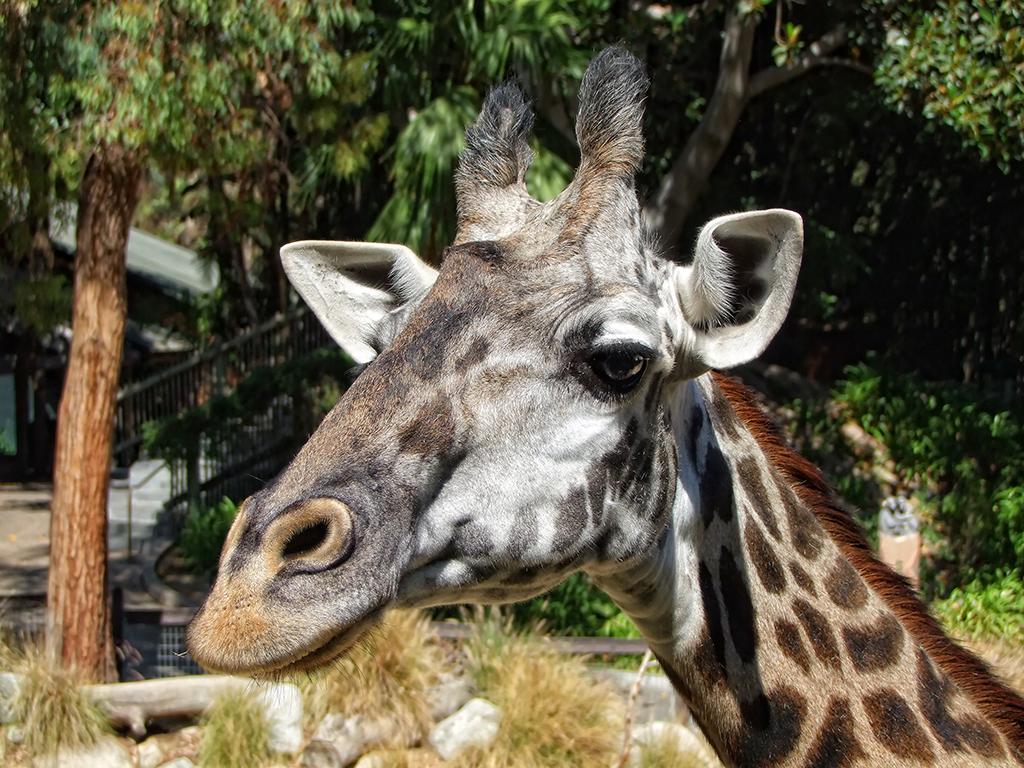 Giraffe, LA Zoo