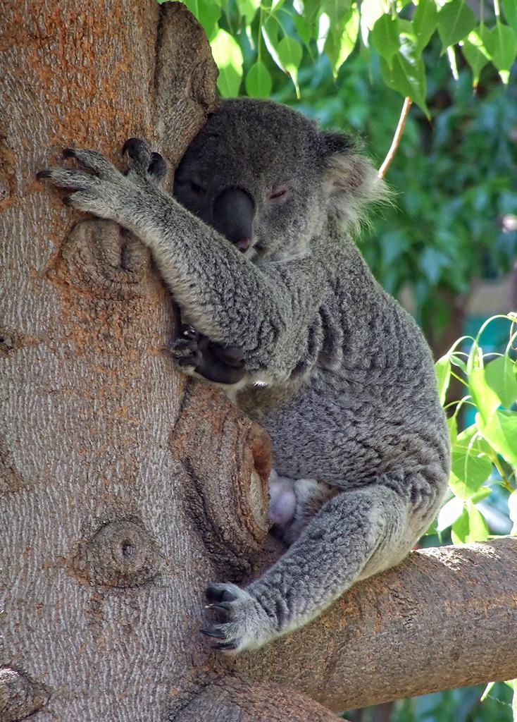 Koala, LA Zoo