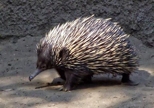 seltsames Stacheltier, LA Zoo