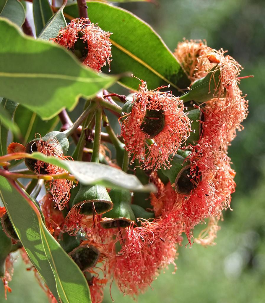 blühender Baum, Los Angeles Arboretum