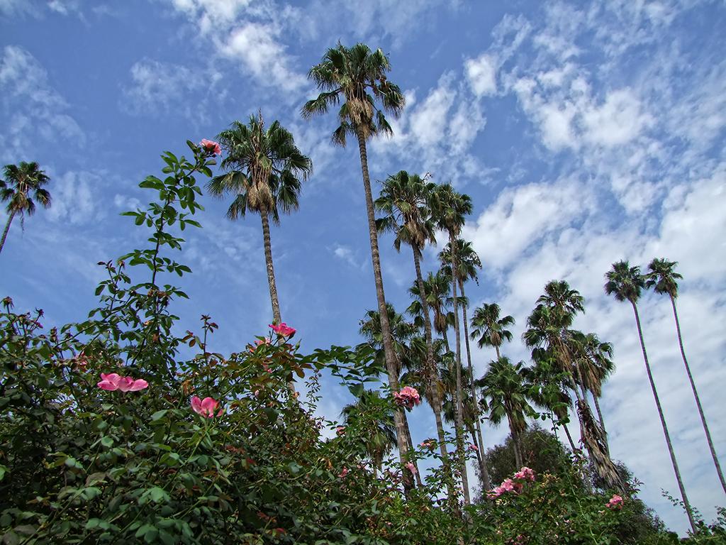 Rosen und Palmen, Los Angeles Arboretum