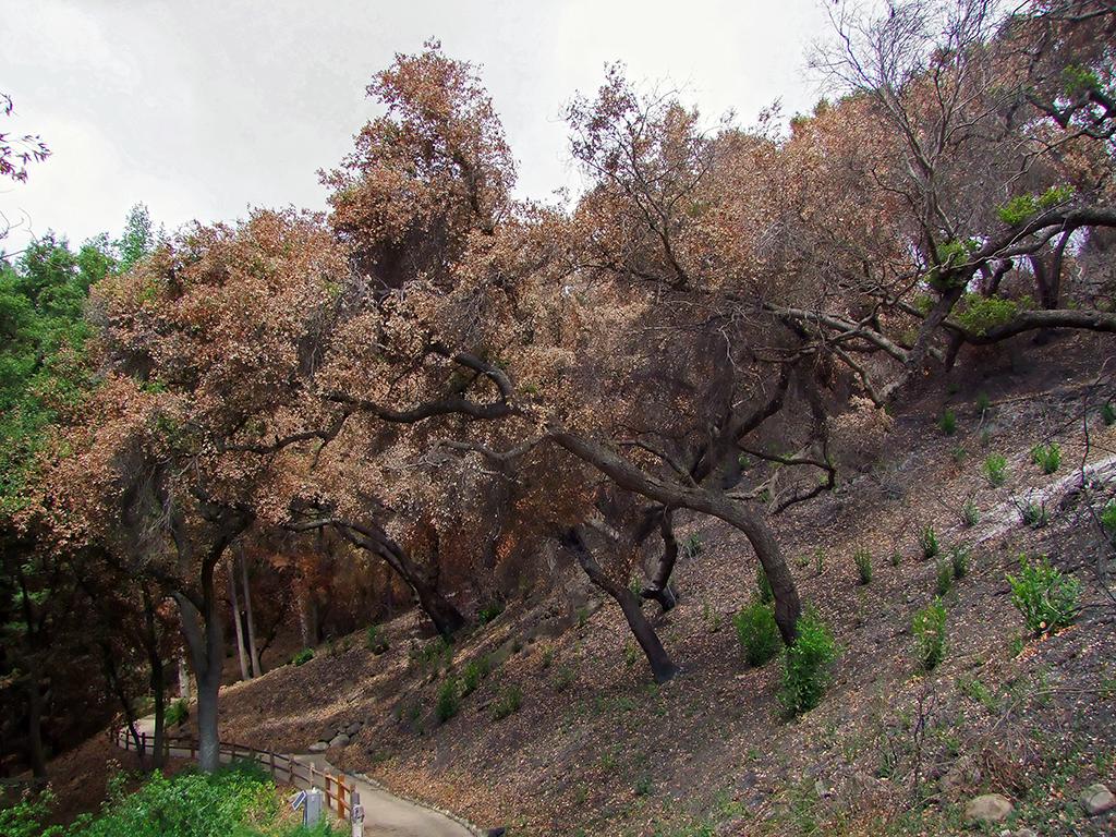 viel verbrannt, botanischer Garten, Santa Barbara