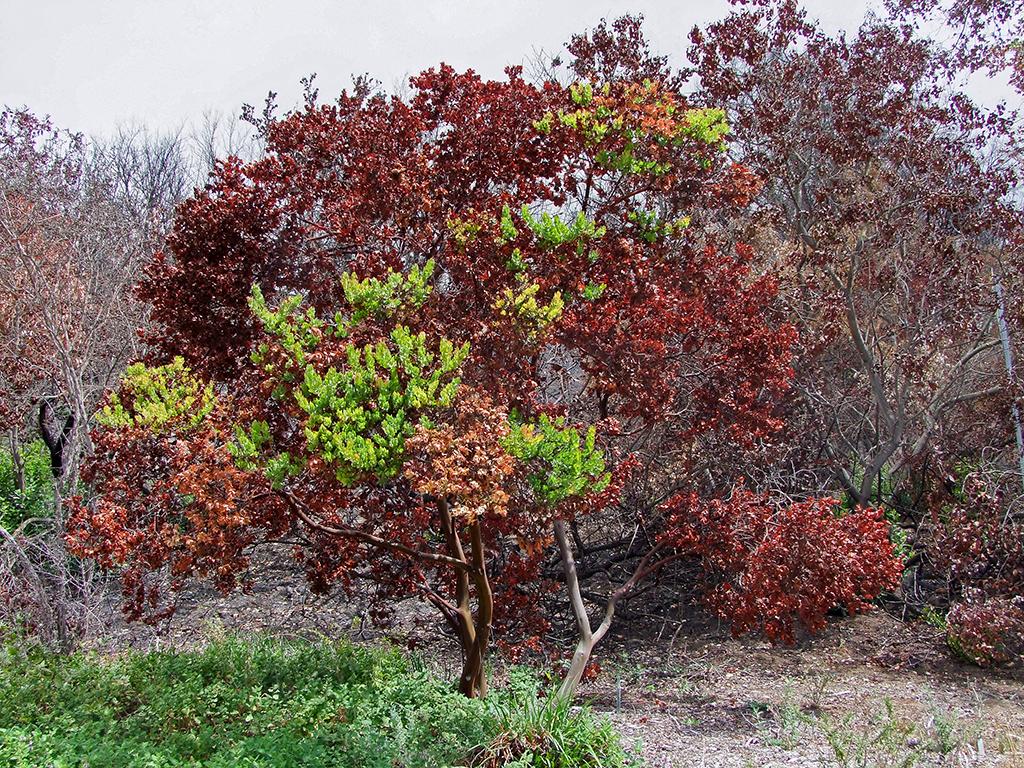 neues altes Leben, botanischer Garten, Santa Barbara