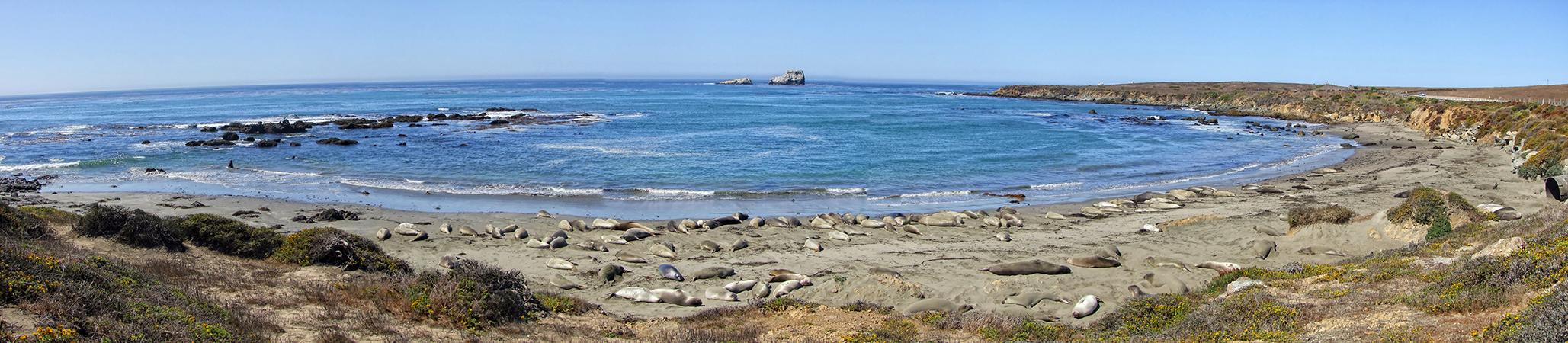 Robbenstrand, US #1, CA