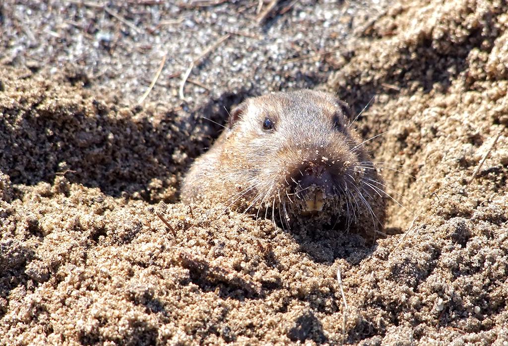Gopher am Campingplatz, US #1, CA