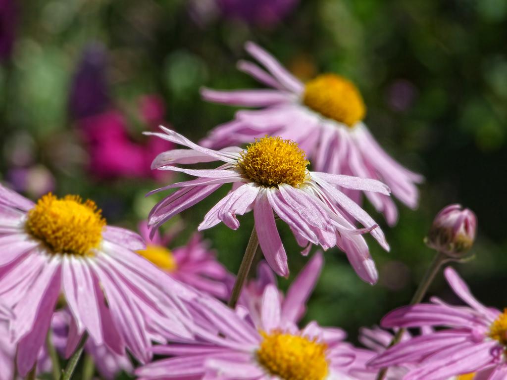 Blumen, botanischen Garten, Berkeley, CA