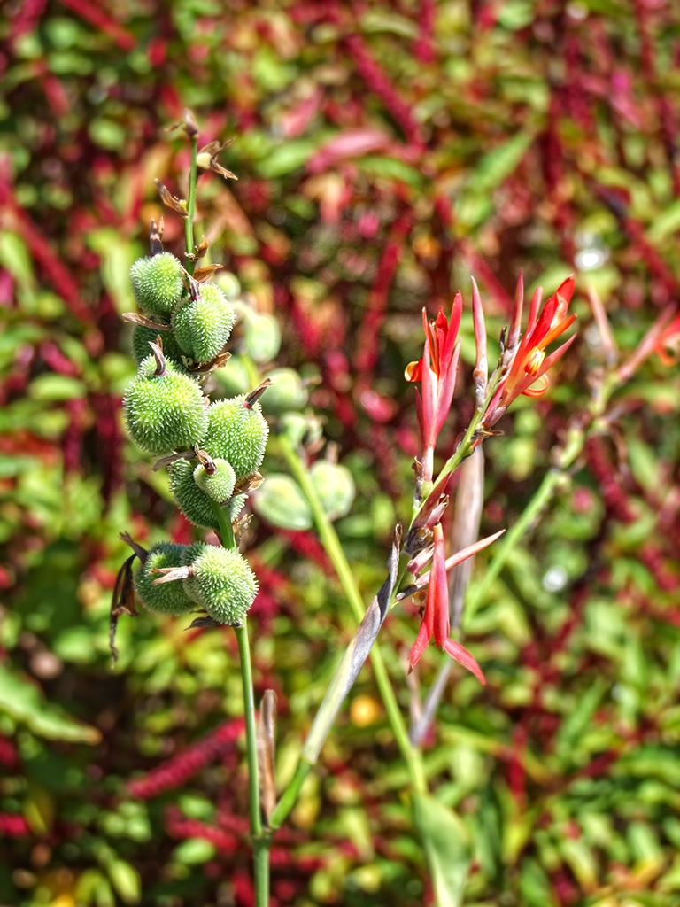 Blumen, botanischen Garten, Berkeley, CA