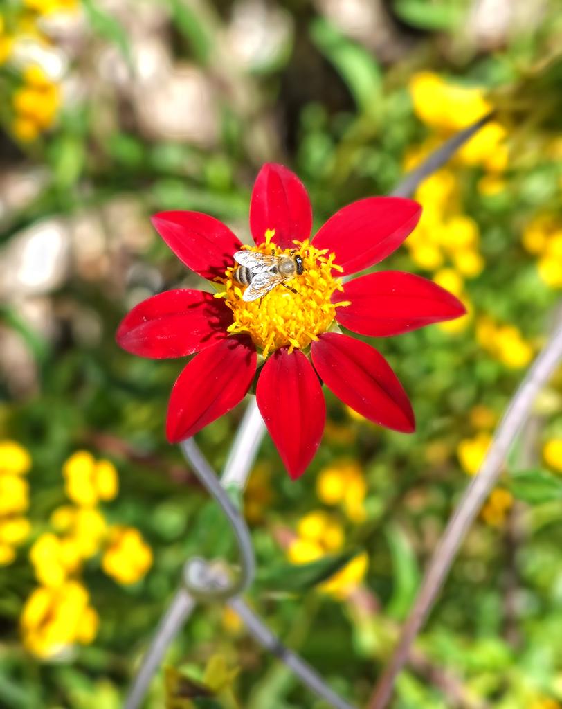 Blume, botanischen Garten, Berkeley, CA