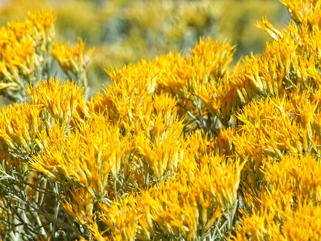 Blumen, Great Basin NP, NV