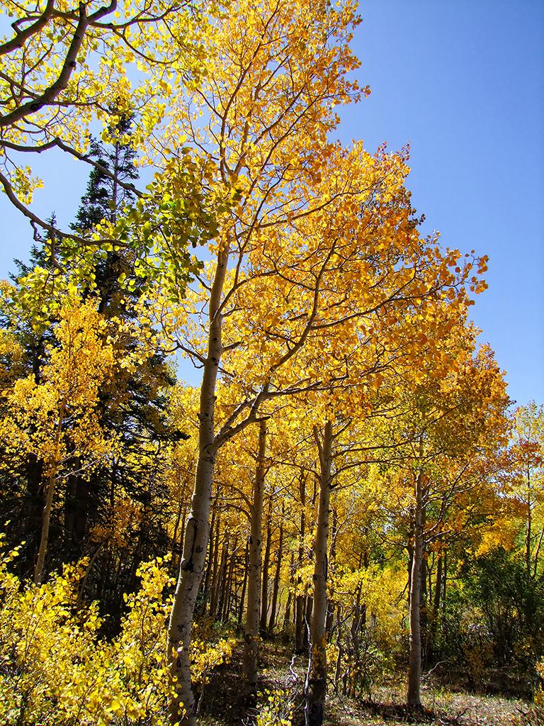 gelber Wald, UT