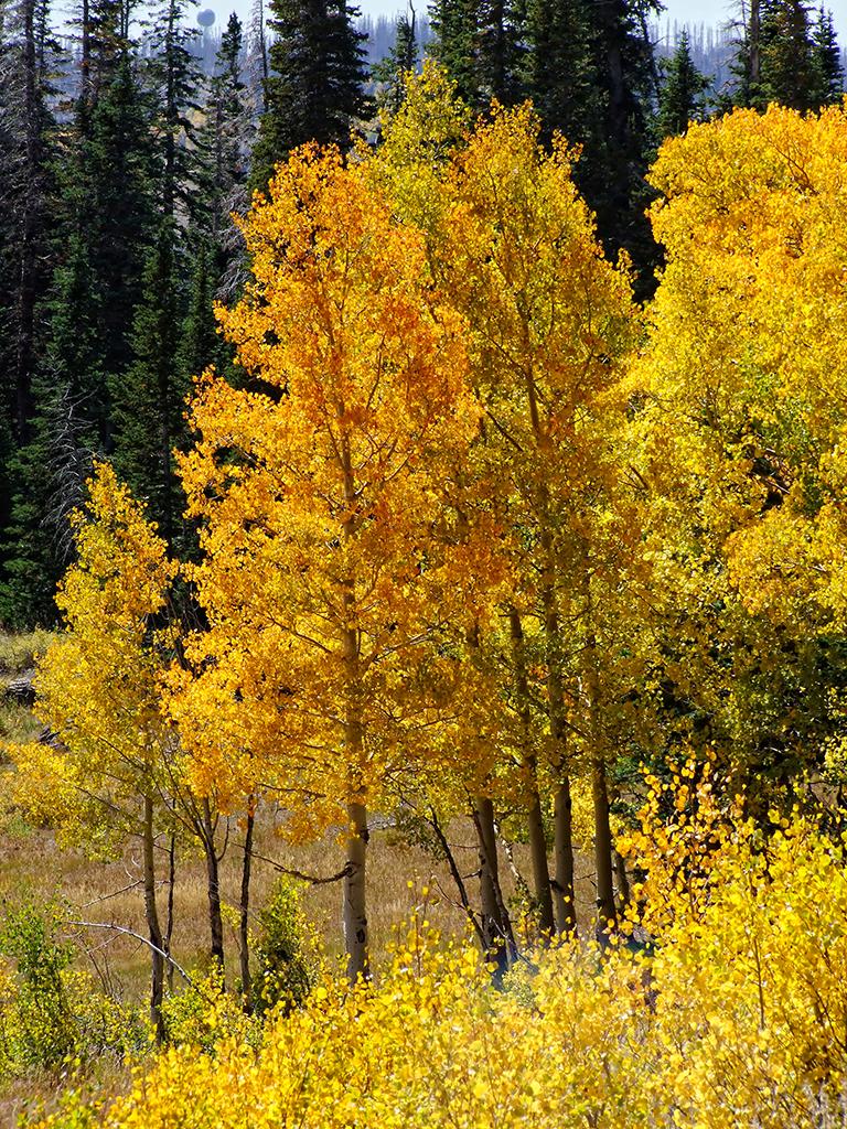 gelber Wald, UT