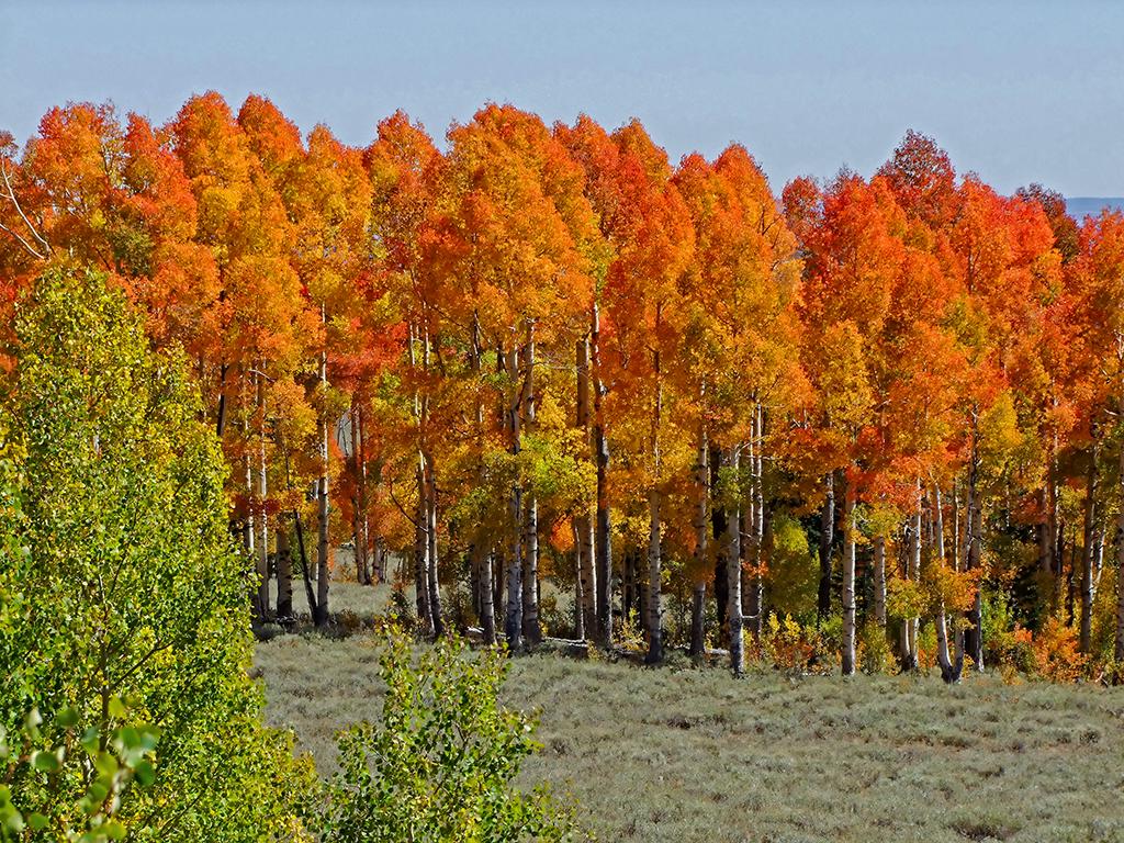roter Wald, UT