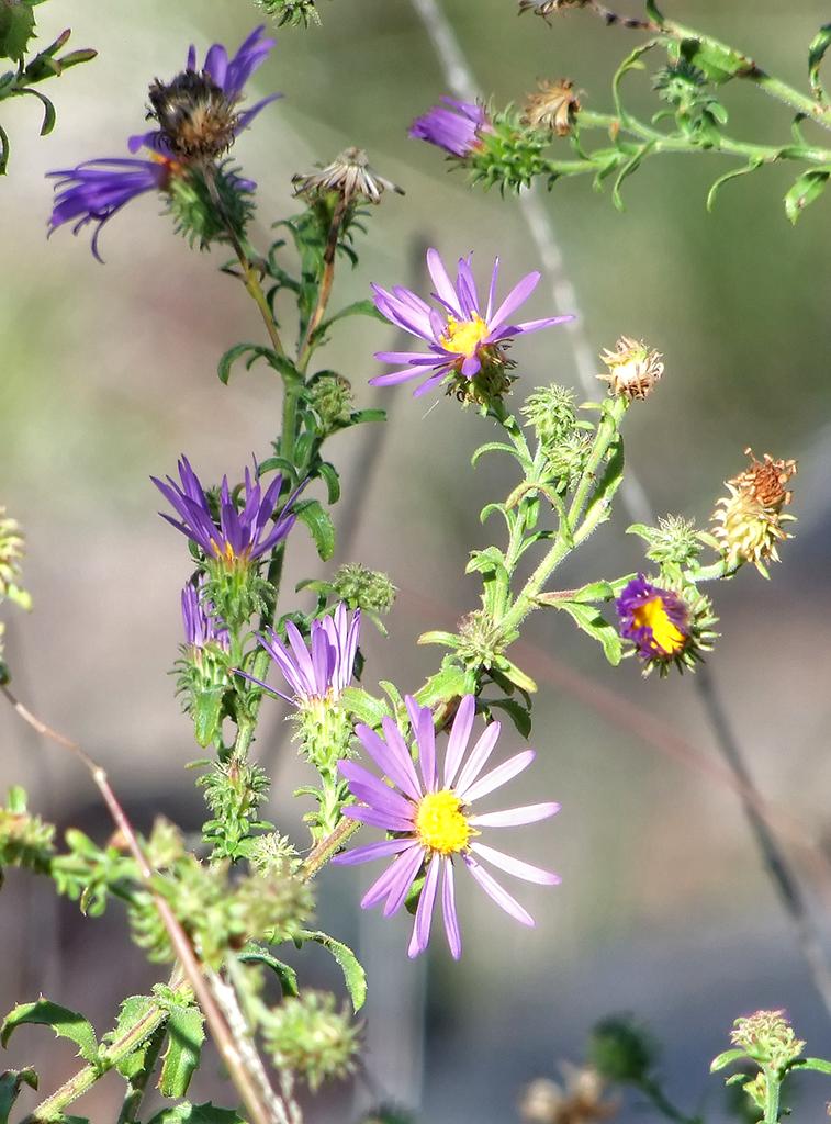 Blumen auf dem Weg zum Gila Cliff Dwellings NM, NM