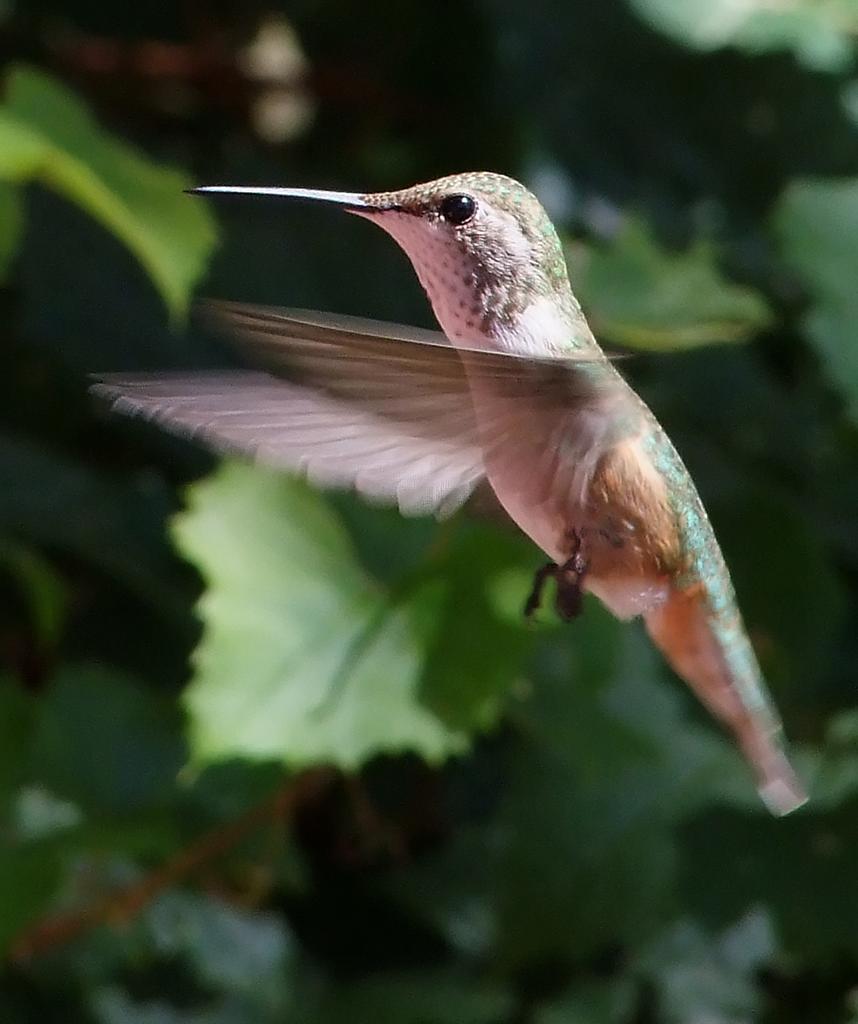 Kolibri, Gila Cliff Dwellings NM, NM