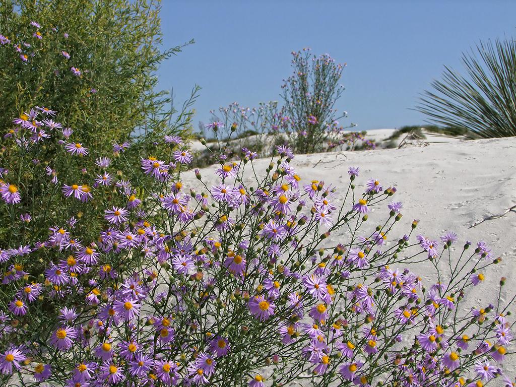 Blumen, White Sands NM