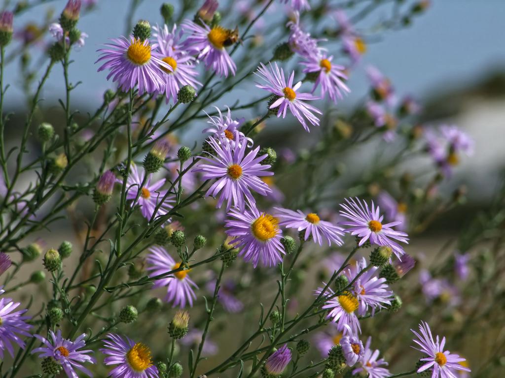 Blumen, White Sands NM