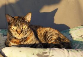 Katze in Hermosa Beach