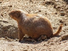 Präriehund, LA Zoo
