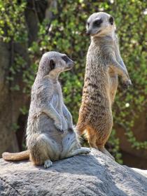 Meerkatzen, LA Zoo