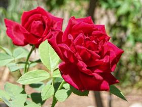 rote Rosen, LA Zoo