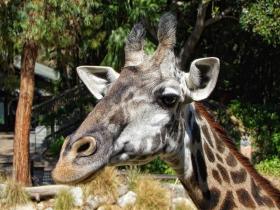 Giraffe, LA Zoo