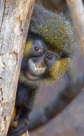 Affe, LA Zoo