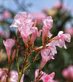 Blume, Los Angeles Arboretum