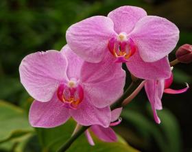 Orchideen, Los Angeles Arboretum