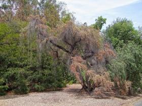 Australiesches Gewächs, Los Angeles Arboretum