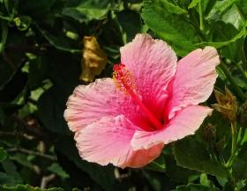 Blume, Los Angeles Arboretum