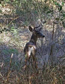 Reh, Topanga SP
