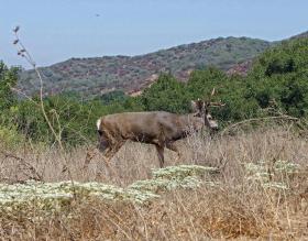 Reh, Topanga SP