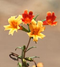 Blume, botanischer Garten, Santa Barbara