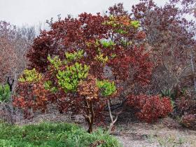 neues altes Leben, botanischer Garten, Santa Barbara