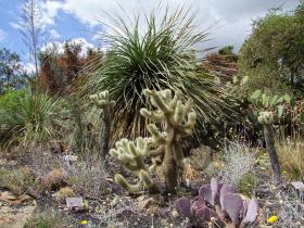 Kakteen, botanischer Garten, Santa Barbara