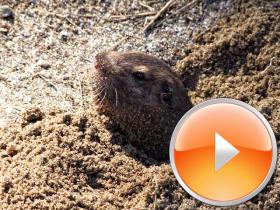 Vorlauter Gopher