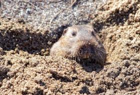 Gopher am Campingplatz, US #1, CA