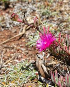 Blume im botanischen Garten, Berkeley, CA