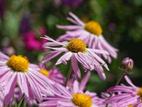 Blumen, botanischen Garten, Berkeley, CA