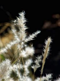 Gräser, botanischen Garten, Berkeley, CA