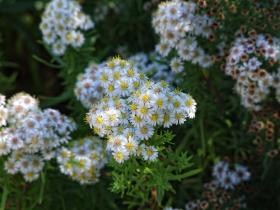 Blumen, botanischen Garten, Berkeley, CA