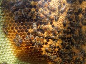 Bienen, botanischen Garten, Berkeley, CA