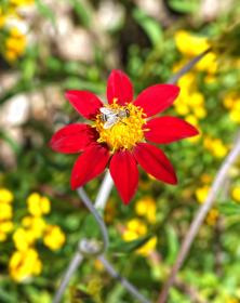 Blume, botanischen Garten, Berkeley, CA