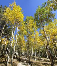 Aspen, Great Basin NP, NV